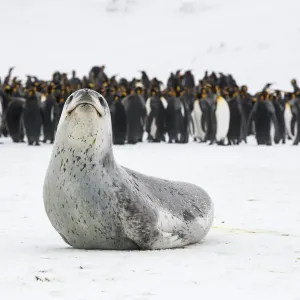 Le phoque léopard (Hydrurga leptonyx) repose, avec des manchots empereurs (Aptenodytes patagonicus). Le phoque léopard (Hydrurga leptonyx) repose, avec des manchots empereurs (Aptenodytes patagonicus).