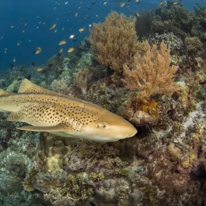 Leopard shark (Stegostoma fasciatum) cruising along the edge of an underwater drop off