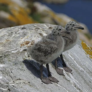 Two Lesser Black-backed Gull (Larus fuscus) chicks on a rock. Great Saltee Island