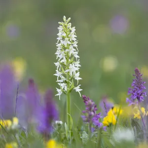 Lesser Butterfly Orchid (Platanthera bifolia) surrounded by Fragrant Orchids (Gymnadenia