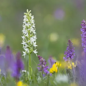 Lesser Butterfly Orchid Print with Fragrant Orchids in Alpine Meadow Lesser Butterfly Orchid Print with Fragrant Orchids in Alpine Meadow
