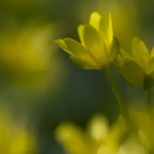 Lesser celandine / Figwort (Ranunculus ficaria) France Lesser celandine / Figwort (Ranunculus ficaria) France