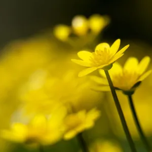 Lesser celandine (Ranunculus ficaria) close up of flowers, Broxwater, North Cornwall