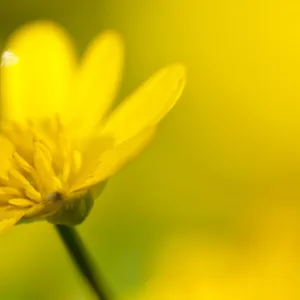 Lesser celandine (Ranunculus ficaria) in flower, Cornwall, England, UK, March