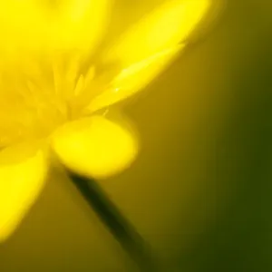 Lesser celandine (Ranunculus ficaria) in flower, Cornwall, England, UK, March