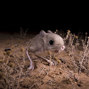 Lesser Egyptian jerboa (Jaculus jaculus) in the desert at night, Oued Afra