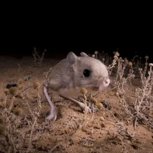 Lesser Egyptian jerboa desert night print Lesser Egyptian jerboa desert night print
