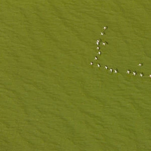 Lesser flamingo flock (Phoeniconaias) flying over lake with green algae, aerial view