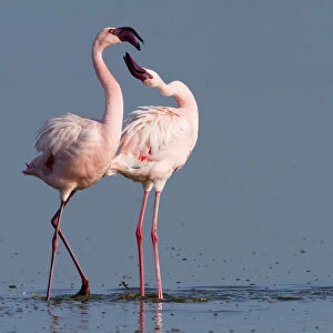 Lesser flamingo (Phoeniconaias minor) males in display, Lake Nakuru, Kenya