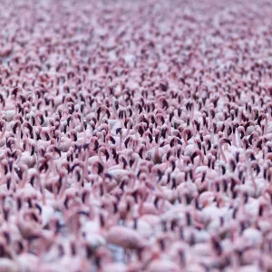 Lesser flamingo (Phoeniconaias minor) flock, Bogoria Game Reserve, Kenya