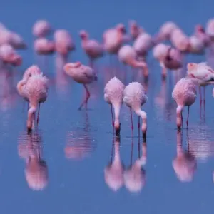 Lesser flamingo (Phoeniconaias minor) flock in lake Nakuru, Kenya