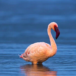 Lesser flamingo (Phoeniconaias minor) portrait, Lake Bogoria, Rift valley, Kenya, Africa