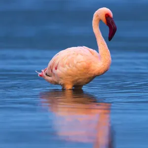 Ritratto di fenicottero minore (Phoeniconaias minor), lago Bogoria, Rift valley, Kenya, Africa.