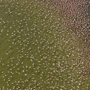 Lesser flamingos (Phoeniconaias minor) on Lake Bogoria, Kenya