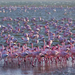 Lesser flamingos (Phoeniconaias minor) wading in saltwater lagoon, Salinas, Walvis Bay