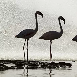 Three Lesser flamingos (Phoeniconaias minor) silhouetted in front of geyser, Lake