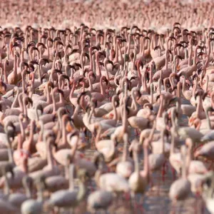 I fanelle minori (Phoeniconaias minor) si radunano nel lago Bogoria, valle del Rift, Kenya.