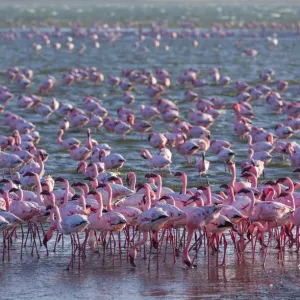 Flamingi minori (Phoeniconaias minor) che si bagnano in un lago salato, Salinas, Walvis Bay.