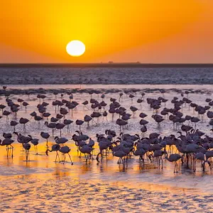 Lesser flamingos (Phoeniconaias minor) wading in saltwater lagoon at sunset, Salinas