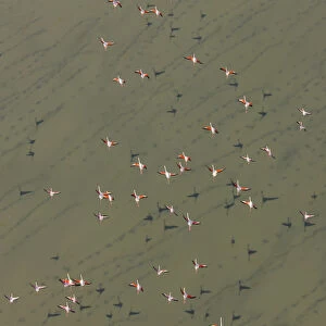 Lesser flamingos (Phopeniconaias minor) flock, aerial view, Natron lake, Rift valley