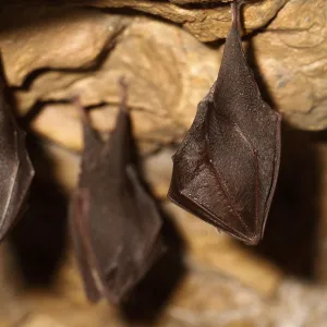 Lesser horseshoe bats (Rhinolophus hipposideros) in magnesium mine, Shropshire, England, UK, April