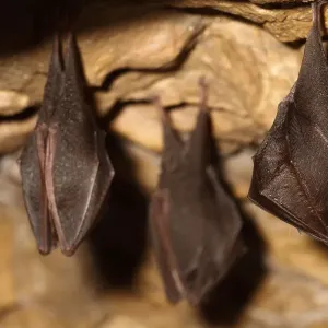 Lesser Horseshoe Bat Print, Magnesium Mine, Shropshire