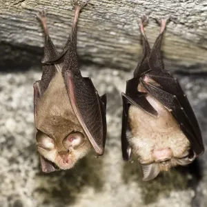 Zwei kleinere Hufeisenfledermäuse (Rhinolophus hipposideros), in Ruhe ruhendes sich im Osten der Slowakei, Europa Zwei kleinere Hufeisenfledermäuse (Rhinolophus hipposideros), in Ruhe ruhendes sich im Osten der Slowakei, Europa