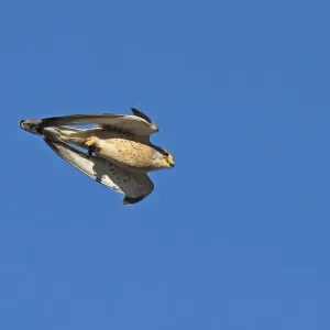 Lesser Kestrel Print: Male in Flight with Mole Cricket Lesser Kestrel Print: Male in Flight with Mole Cricket