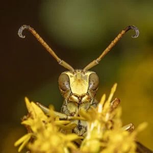 Lesser paper wasp (Polistes dorsalis) on Goldenrod (Solidago sp)