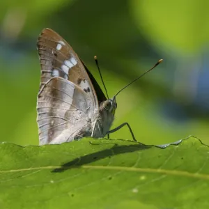 Lesser purple emperor butterfly (Apatura ilia), sitting on a leaf, Finland, August Lesser purple emperor butterfly (Apatura ilia), sitting on a leaf, Finland, August