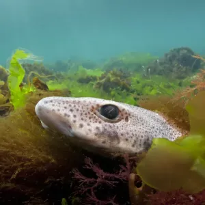 Lesser spotted catshark / Dogfish shark (Scyliorhinus canicula) hiding amongst seaweeds