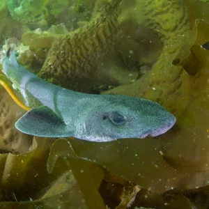 Lesser spotted catshark / Dogfish shark (Scyliorhinus canicula) amongst seaweed on a maerl bed