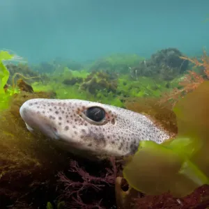 Pez zorro menor / Tiburón de perro (Scyliorhinus canicula) escondido entre algas marinas. Pez zorro menor / Tiburón de perro (Scyliorhinus canicula) escondido entre algas marinas.