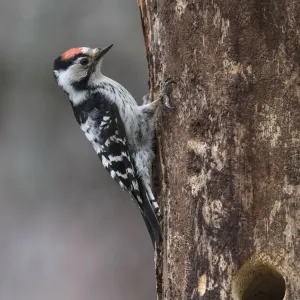 Lesser spotted woodpecker (Dendrocopos minor), male at nest hole, Finland, June Lesser spotted woodpecker (Dendrocopos minor), male at nest hole, Finland, June