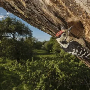 Lesser spotted woodpecker (Dryobates minor) male excavating nest hole in mature apple Lesser spotted woodpecker (Dryobates minor) male excavating nest hole in mature apple