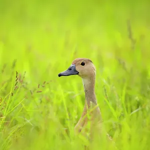Lesser whistling duck (Dendrocygna javanica) standing in long grass, Uran, Maharashtra, India Lesser whistling duck (Dendrocygna javanica) standing in long grass, Uran, Maharashtra, India