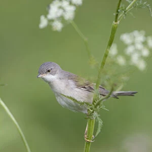 Lesser whitethroat (Sylvia curruca) in breeding plumage, perched on Cow parsely