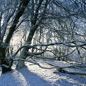 Lewesdon Beechwood in winter, Dorset, UK