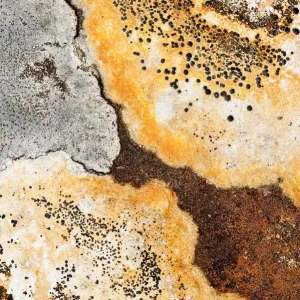 Lichens on rock, Torridon, Scotland, UK, November