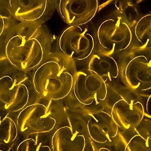 Light-bulb sea squirts (Clavelina lepadiformis), a colonial filter feeding invertebrate