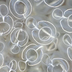 Detail of Light-bulb sea squirts (Clavelina lepadiformis), Swanage, Dorset, UK