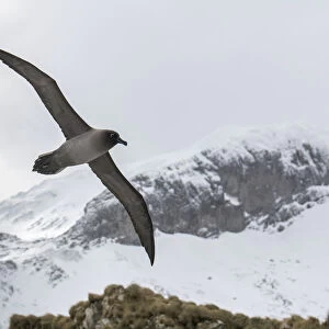 Light-mantled sooty albatross (Phoebetria palpebrata) flying over Elsehul Bay