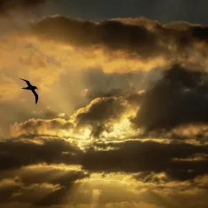 Light-mantled sooty albatross in flight print Light-mantled sooty albatross in flight print