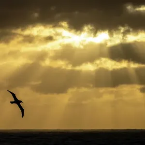 Light-mantled sooty albatross (Phoebetria palpebrata) in flight at sunset, Southern Ocean between Invercargill and Campbell Island, New Zealand, December Light-mantled sooty albatross (Phoebetria palpebrata) in flight at sunset, Southern Ocean between Invercargill and Campbell Island, New Zealand, December