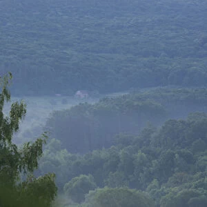 Light misty over the Codrii reserve at dawn, central Moldova, July 2009