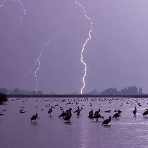 Lightning across lake, with mixed flock of birds, Lake Csaj, Kiskunsagi National Park, Hungary, July 2006 Lightning across lake, with mixed flock of birds, Lake Csaj, Kiskunsagi National Park, Hungary, July 2006