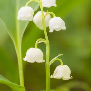 Lily of the valley print at Siccaridge Wood, Gloucestershire Lily of the valley print at Siccaridge Wood, Gloucestershire