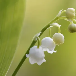 Lily of the valley print, Vosges landscape photograph Lily of the valley print, Vosges landscape photograph