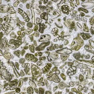 Les microfossiles de calcaire dans une tranche de 0,03 mm d'épaisseur de calcaire riche en fossiles vue à haute magnification, l'aire de l'image est de 3 mm sur le plan réel. Remplie des foraminifères et des bryozoaires (tous deux des organismes aquatique Les microfossiles de calcaire dans une tranche de 0,03 mm d'épaisseur de calcaire riche en fossiles vue à haute magnification, l'aire de l'image est de 3 mm sur le plan réel. Remplie des foraminifères et des bryozoaires (tous deux des organismes aquatique