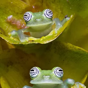 Two Limon glass frogs (Sachatamia ilex) sitting on plant, one above the other, Canande